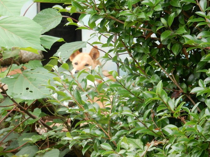 ’16,6,30(木)カンナ街道に行ってみたYO!_f0060461_141366.jpg