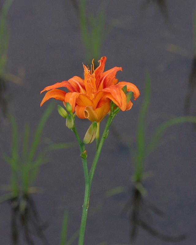 郊外で野菜の花など_c0305565_18055223.jpg