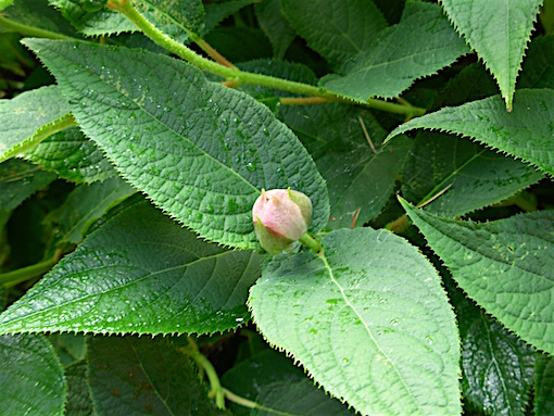 e0357367_18335636.jpg