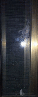 c0139375_1271071.gif