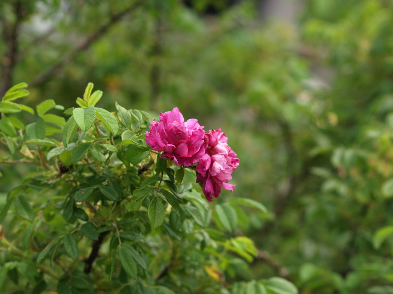 d0054276_20345793.jpg