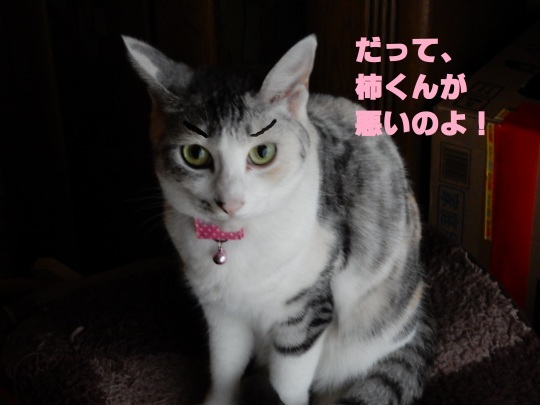 のらくろさんの一年(2)_e0355177_17320900.jpg