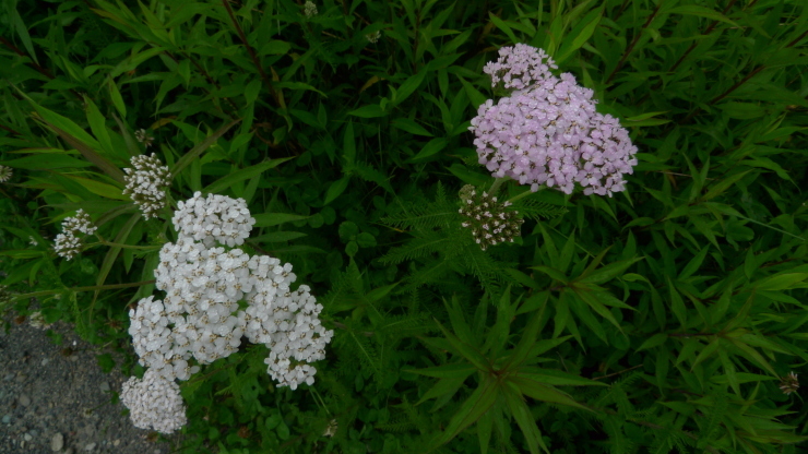 c0212083_21283385.jpg