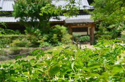 錦織公園に咲く草花_c0229483_10473384.jpg