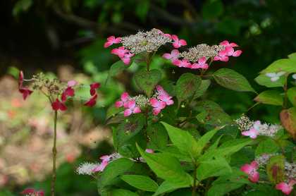 錦織公園に咲く草花_c0229483_183398.jpg