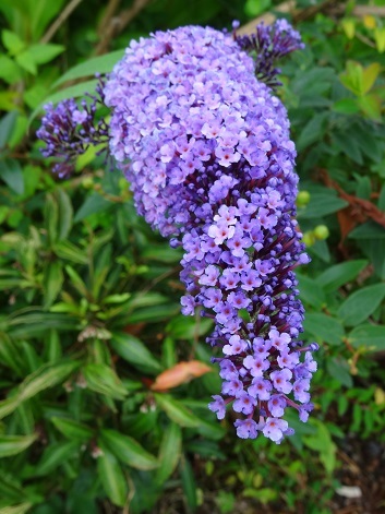フサフジウツギ Teione Blog 平山 貞一