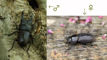 コガネムシ カブトムシ クワガタの仲間 ー 種名をクリックで詳細記事に飛びます 虫 みっけ