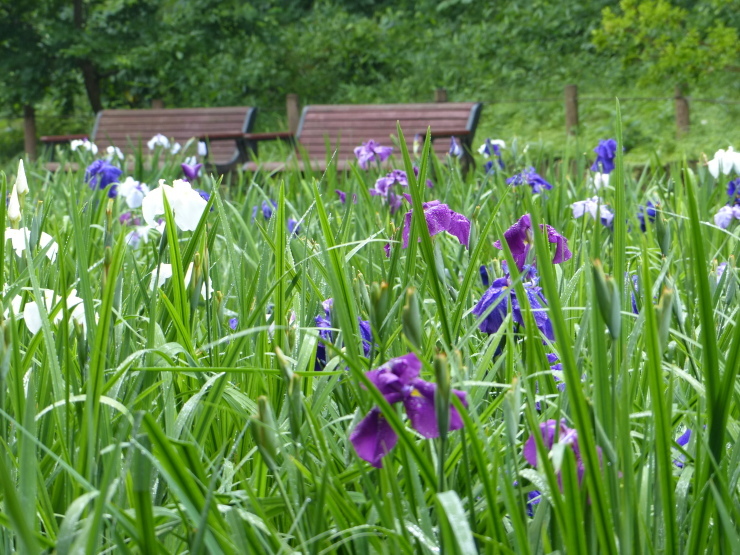 菖蒲の花は雨が似合う_c0324393_20530111.jpg