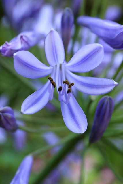 夏の花たち_e0251895_22514043.jpg