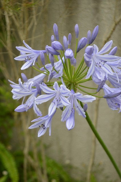 涼やかな花たち_a0233896_17165053.jpg