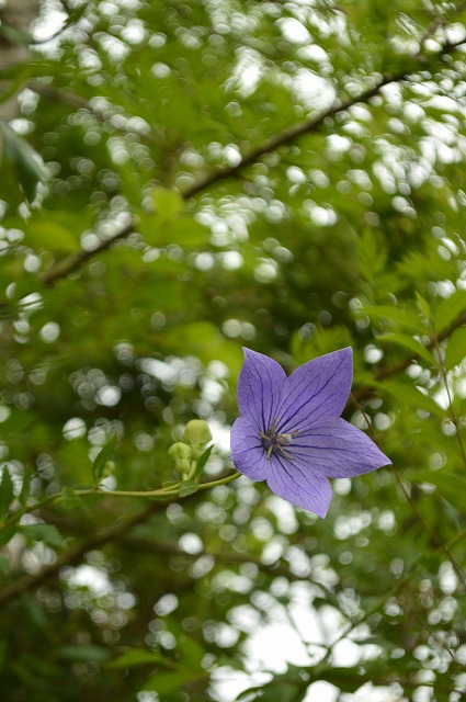 涼やかな花たち_a0233896_17171830.jpg
