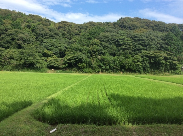 美容院 Greek さん 湖西市 Hawaiian Lomilomi サロン 華 レフア 邸 美容院 Greek さん 湖西市 Hawaiian Lomilomi サロン 華 レフア 邸