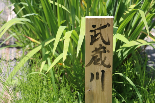 水と緑と花の長井あやめ公園・・・９_c0075701_16572258.jpg