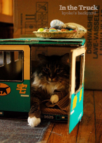 トラックの中の猫にちょっかい_b0253205_02235820.jpg