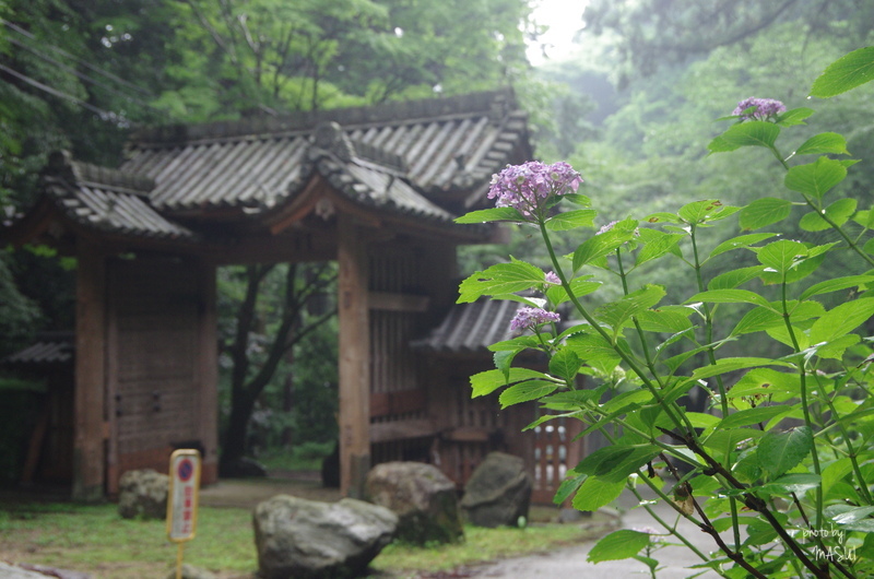 桜井　談山・東大門の紫陽花_d0342307_23021156.jpg