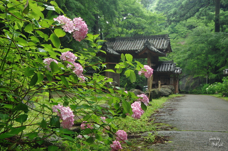 桜井　談山・東大門の紫陽花_d0342307_23024023.jpg