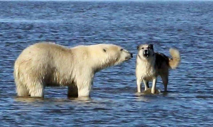 ロシア極北 ヤマロ・ネネツ自治管区のベルイ島に暮らす犬のボツマンが人間をホッキョクグマから守る_a0151913_20353679.jpg