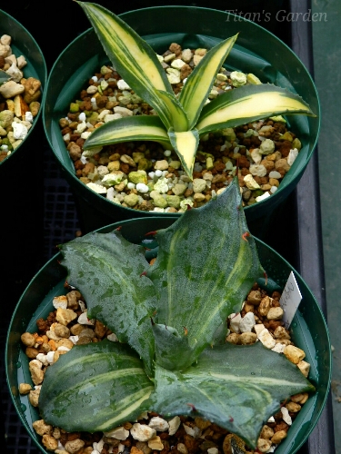 Agave Salmiana Var Ferox Form Varegata ｔｉｔａｎ ｓ ｇａｒｄｅｎ