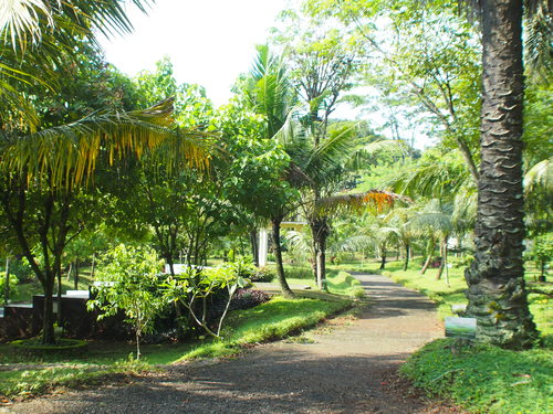 インドネシア薬草旅 その③_f0201116_22571417.jpg
