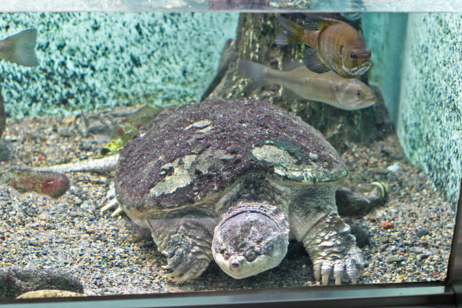 井の頭自然文化園・水生物館　「後編」_b0355317_11055904.jpg