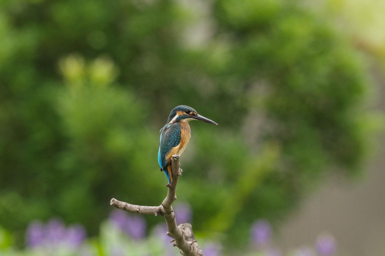 カワセミ、蓮と長葉水葵の花を背景に_e0293921_21174630.jpg