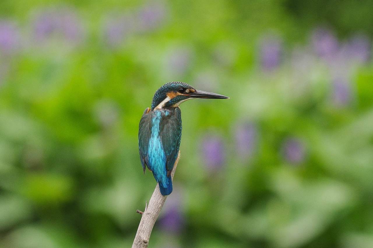 カワセミ、蓮と長葉水葵の花を背景に_e0293921_21182067.jpg