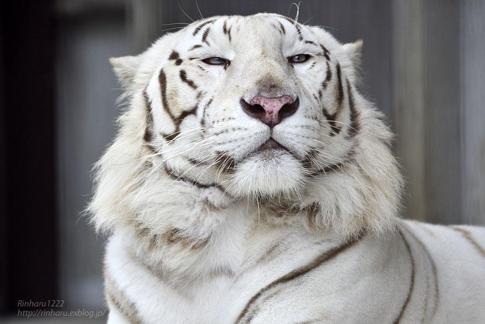 2016.6.19 宇都宮動物園☆ホワイトタイガーのアース【White tiger】_f0250322_22305011.jpg