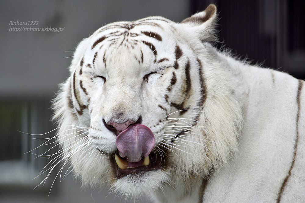 2016.6.19 宇都宮動物園☆ホワイトタイガーのアース【White tiger】_f0250322_2231278.jpg