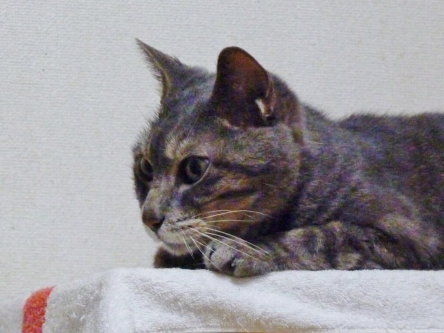 保護猫わびの小ささを実感_b0166128_10531658.jpg