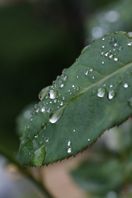 雨上がりの薔薇_e0021328_00505852.jpg