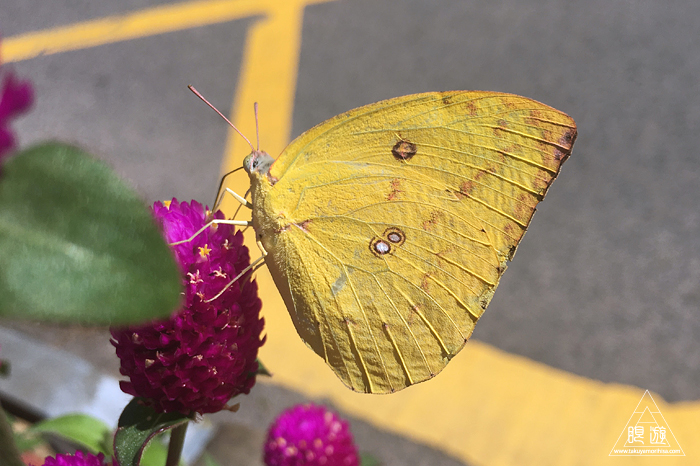 508 Tai Kok Tsui ~ウスキシロチョウ~_c0211532_112897.jpg