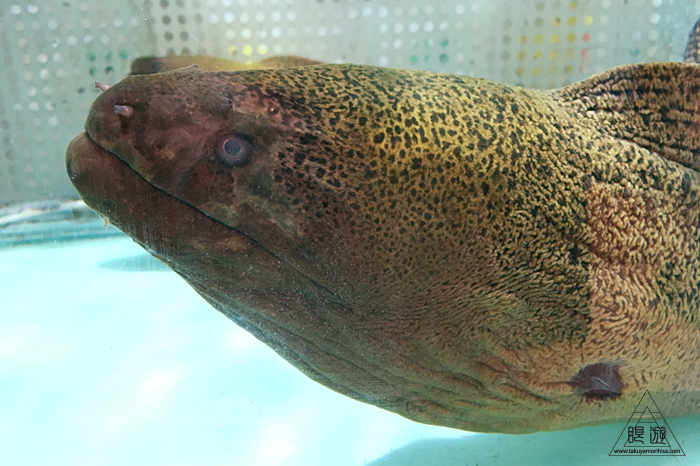 509 Tai Kok Tsui ~ウツボが高級品~_c0211532_1444942.jpg