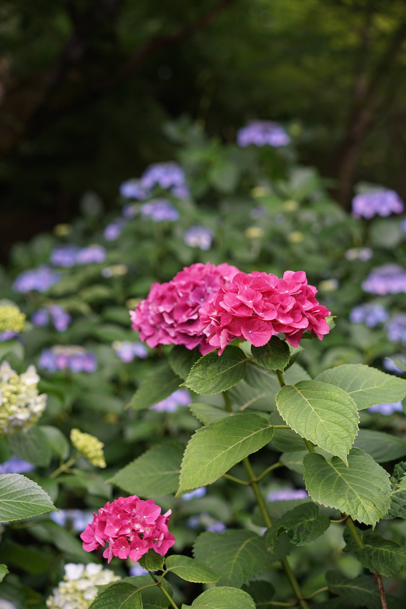 高幡不動尊　紫陽花　2016　その16_b0360240_22331620.jpg