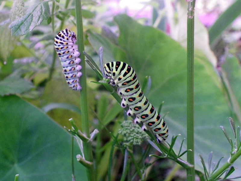 キアゲハ幼虫他 庭にて_d0254540_740137.jpg