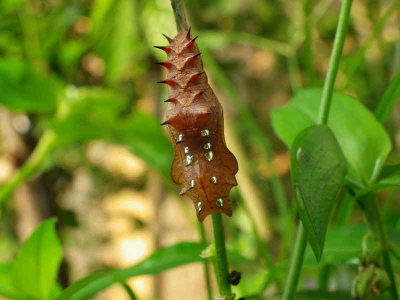 キアゲハ幼虫他 庭にて_d0254540_7411160.jpg
