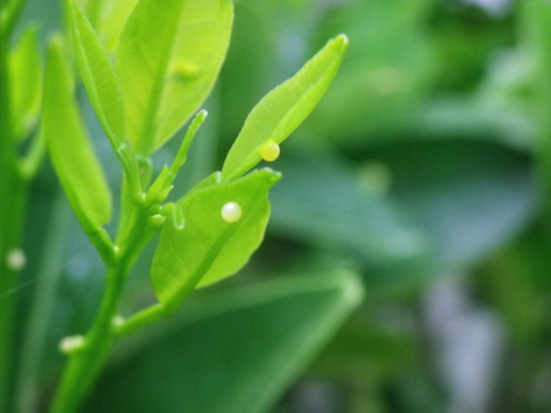 キアゲハ幼虫他 庭にて_d0254540_742690.jpg