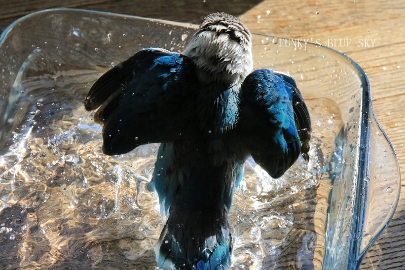 水浴びB.Bの記録　→　(長いです！・６月２日）_c0145250_10202028.jpg