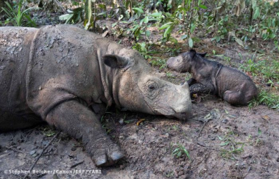 インドネシアの保護区でスマトラサイの赤ちゃん誕生 親愛なる犀たちへ インドネシアの保護区でスマトラサイの赤ちゃん誕生 親愛なる犀たちへ