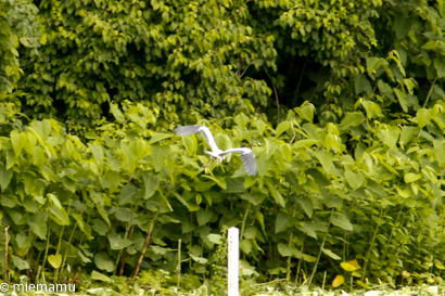 d0340565_20404534.jpg