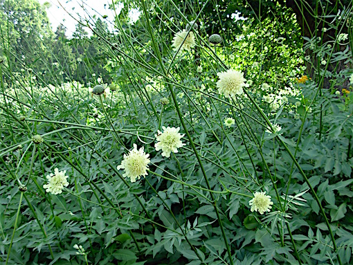 e0357367_12505358.jpg
