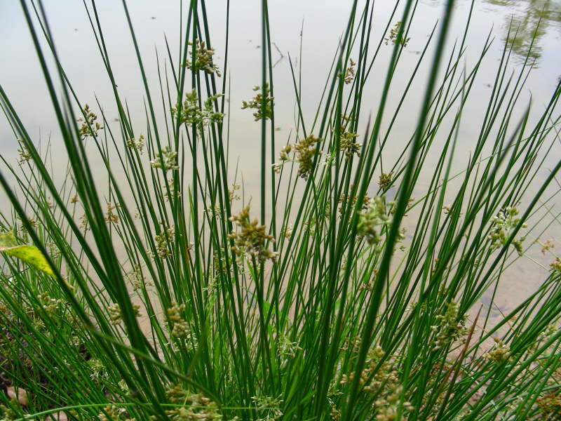 b0305770_17372295.jpg