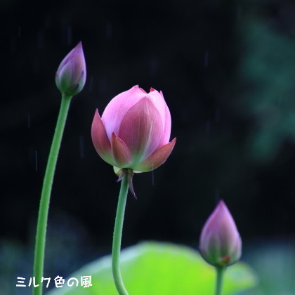 雨　降らないで～な気持ちでした＾＾_c0368870_08334546.jpg