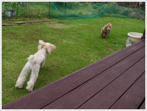 b0175688_00400001.gif