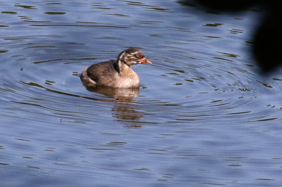 西岡公園散策_c0360399_21245292.jpg