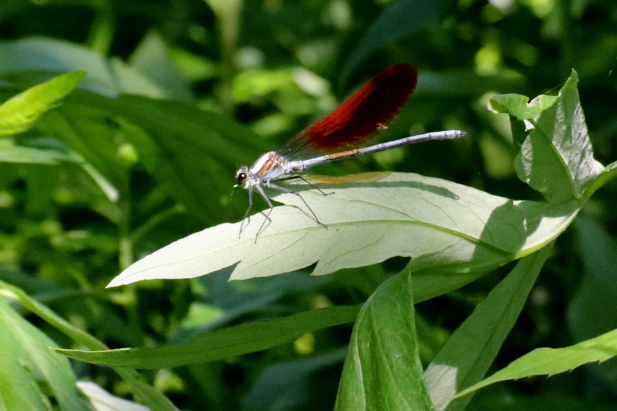 西岡公園散策_c0360399_21261561.jpg