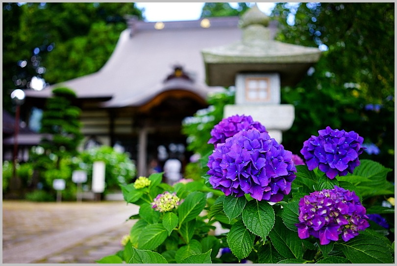 紫陽花寺_c0339900_15435715.jpg