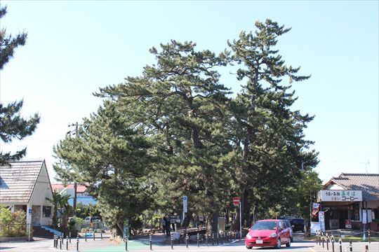 家族小旅行16年05月 諏訪 木曽路 遠州 第三日目 三保の松原 海外出張 喜怒哀楽 家族小旅行16年05月 諏訪 木曽路 遠州 第三日目 三保の松原 海外出張 喜怒哀楽