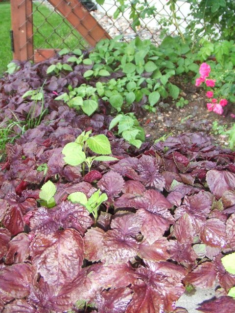 c0062603_13490341.jpg