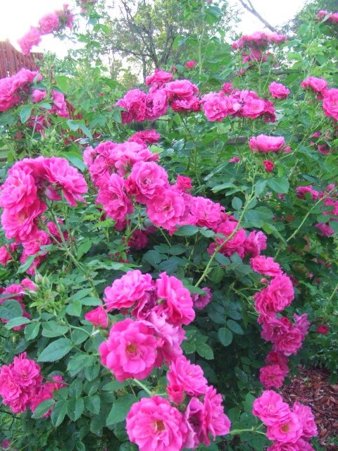 c0062603_13545832.jpg