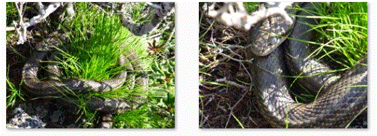f0231709_10231790.gif